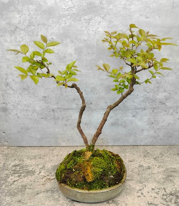 陶盆雙幹台灣櫸樹   植物 盆栽