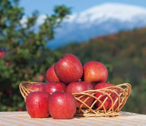 お歳暮 山形県産サンふじりんご(５kg) 贈答 ギフト（送料無料）