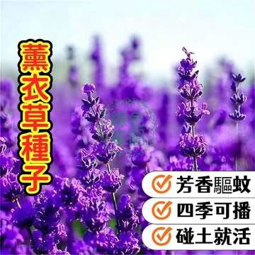 【薰衣草種子】真薰衣草 愛情草 香草植物 療愈香氣 助眠舒壓 可做香包 花園陽台盆栽