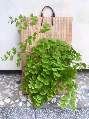 【美葉鐵線蕨(大板)】植物上板 鐵線蕨 觀葉植物 室內植物