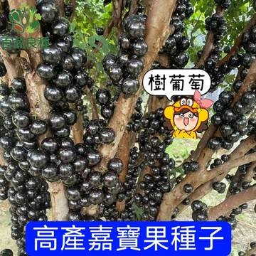 樹葡萄種子 嘉寶果實生苗 神奇果苗 四季開花結果 庭院盆栽 果樹苗木 台灣種植 觀賞食用 長生樹 熱帶水果 種子盆栽