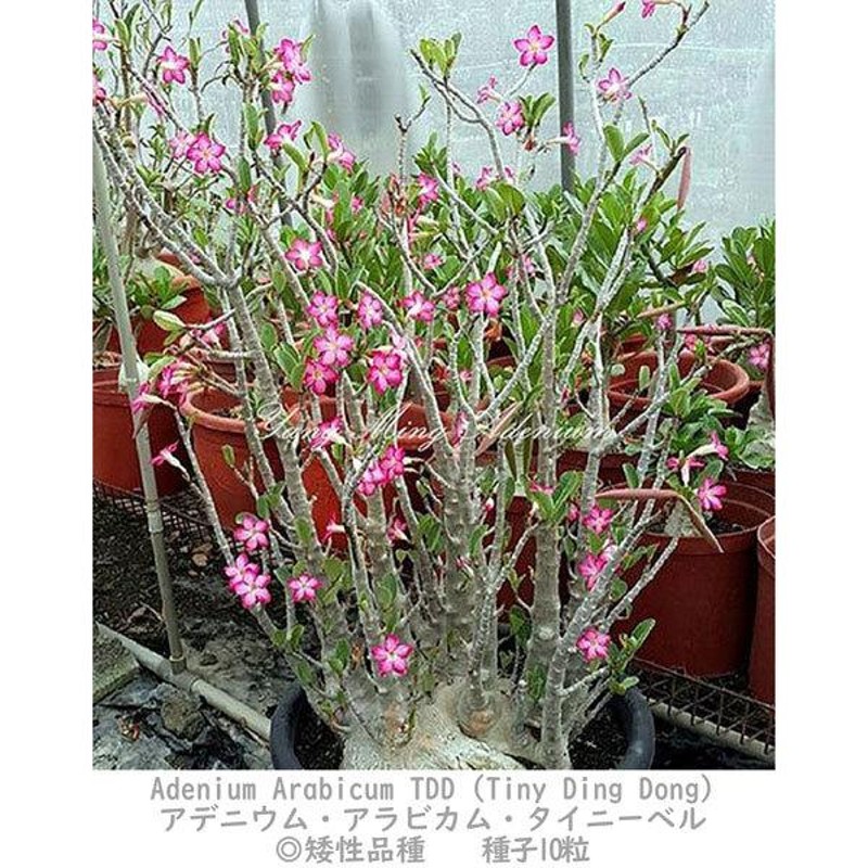 多肉植物 塊根植物 種子 種 キョウチクトウ科 Caudex Adenium Arabicum Brazilian アデニウム アラビカム ブラジリアン　種子10粒