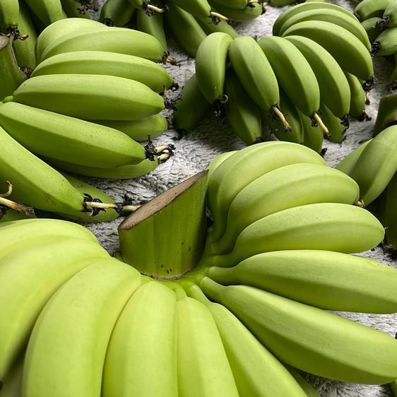 果物 バナナ  ばななのよろこび1kg 産地直送