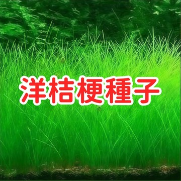 【新品多種水草種子】水族造景 速成草皮 魚缸佈置 水草種子 無需二氧化碳 好養活 適合新手 快速發芽 水草缸 前景草