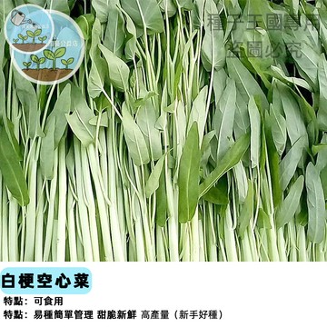 台灣常見空心菜種子 柳葉空心菜種子 通菜種子 蕹菜 應季蔬菜 家庭栽種 陽台盆栽 菜園直播 快收成 好種易活 新手友善
