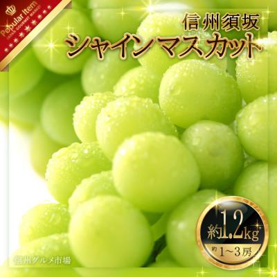 ふるさと納税 須坂市 　人気のシャインマスカット 約1.2kg　信州グルメ市場厳選