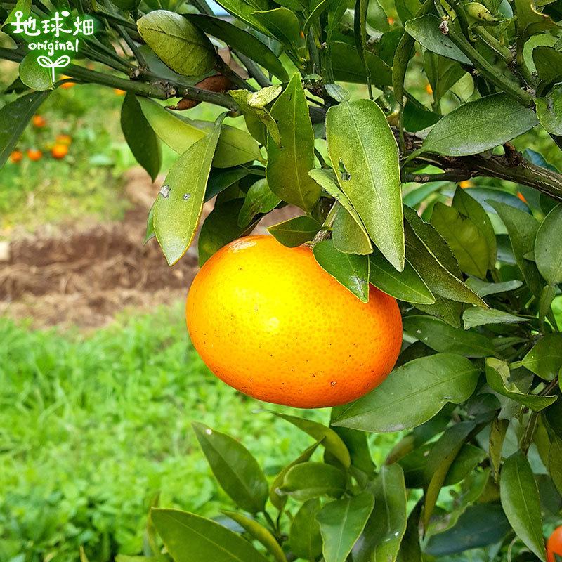 みはや 4kg 化学肥料・除草剤・防腐剤不使用 熊本県産 特別栽培 大きさおまかせ サイズ混合 柑橘 みかん フルーツギフト 発送期間12〜1月