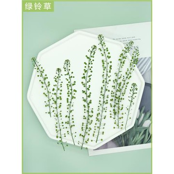 獨行菜 綠鈴草押花標本相框卡片蠟燭手機殼滴膠干花DIY手工材料包