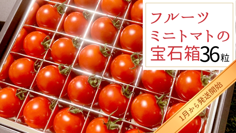 フルーツミニトマト の 宝石箱 36粒  野菜 トマト フルーツ ミニトマト フルーツ  [BI341-NT]