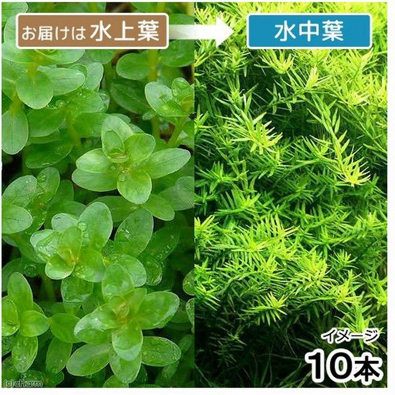 水草 ロタラ ロトンディフォリア ｇｏｕｔｉｎ ｒｅｄ 水上葉 無農薬 １０本 北海道航空便要保温 通販 Lineポイント最大0 5 Get Lineショッピング