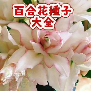 隔日達- （百合花種子大全）當季新籽  四季種植 發芽率高 花香濃郁 新手易種 好養易活 盆栽室內盆栽#花卉種子