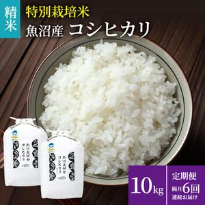 ふるさと納税 定期便 隔月全6回お届け  特別栽培米 魚沼産コシヒカリ（精米）10kg 新潟県魚沼市