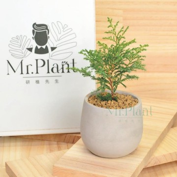 【拈花x研植】日本姬檜木│3.5吋水泥盆│窗邊植物│新手植物│淨化空氣│招財植物│觀葉植物│質感盆栽