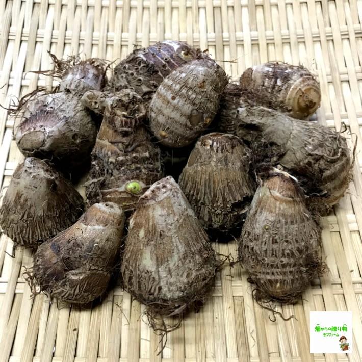 里芋　栽培期間中農薬不使用・化学肥料不使用　埼玉県産　１袋約５kg（Mサイズ）