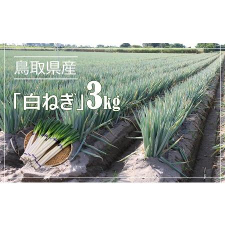 ふるさと納税 鳥取県産　白ねぎ　（3kg） 鳥取県米子市