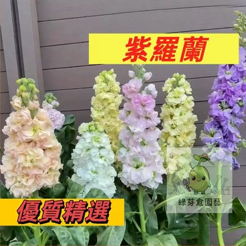 【快速出貨】紫羅蘭種子 非洲堇種子 耐寒耐熱四季易活稀有花盆栽多年生陽台室外庭院花卉種子