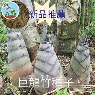 🌿 庭院景觀竹苗種子 四季常青耐寒 大型盆栽觀葉植物 孟宗竹/麻竹/綠竹 長青竹 室內外好種植 陽台風水造景 落地盆栽