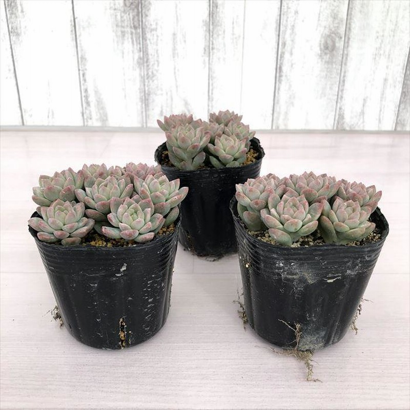 多肉植物 エケベリア プロリフィカ 6cmポット ほしかっ 観葉植物 
