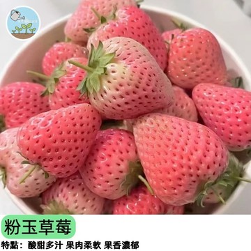 🍓【夢幻粉紅新品】粉玉草莓種子 粉色草莓 日本品種風味 陽台盆栽可種 高甜度 免農藥 家庭採收樂趣 四季結果