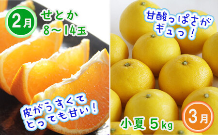 柑橘お楽しみ定期便4回コース 4回配送 果物 フルーツ のし対応不可 年末年始限定 Wku-0036