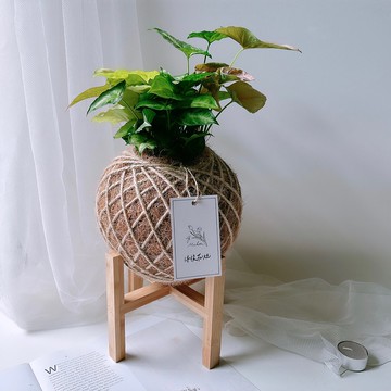 大苔球 綜合合果芋  植栽