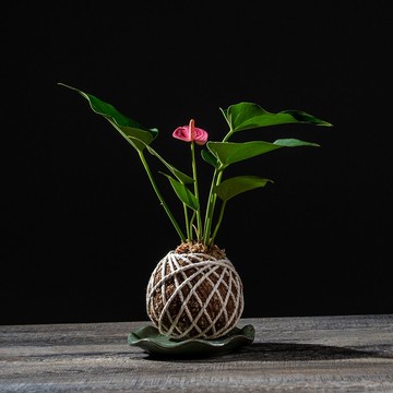 粉紅火鶴花苔球 苔球植物 苔玉 室內植物 辦公室植物 交換禮物