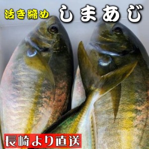 しまあじ 活き締め 約1kg 養殖 刺身用　　シマアジ、高級料理店、高級居酒屋・こだわりの店などでお