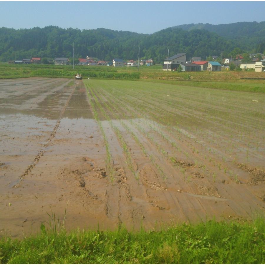 令和５年産　長野県飯山産　コシヒカリ　白米　５００グラム　送料無料