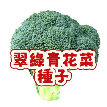 翠綠青花菜種籽 台灣青花菜種子 耐熱抗病 有機蔬食 家庭陽台菜園 現貨快速出貨 栽培簡單 新手推薦