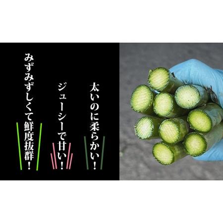 ふるさと納税 北海道 富良野産 アスパラガス M〜2Lサイズ 約1kg  ハウス栽培 (山本農園) 北海道富良野市