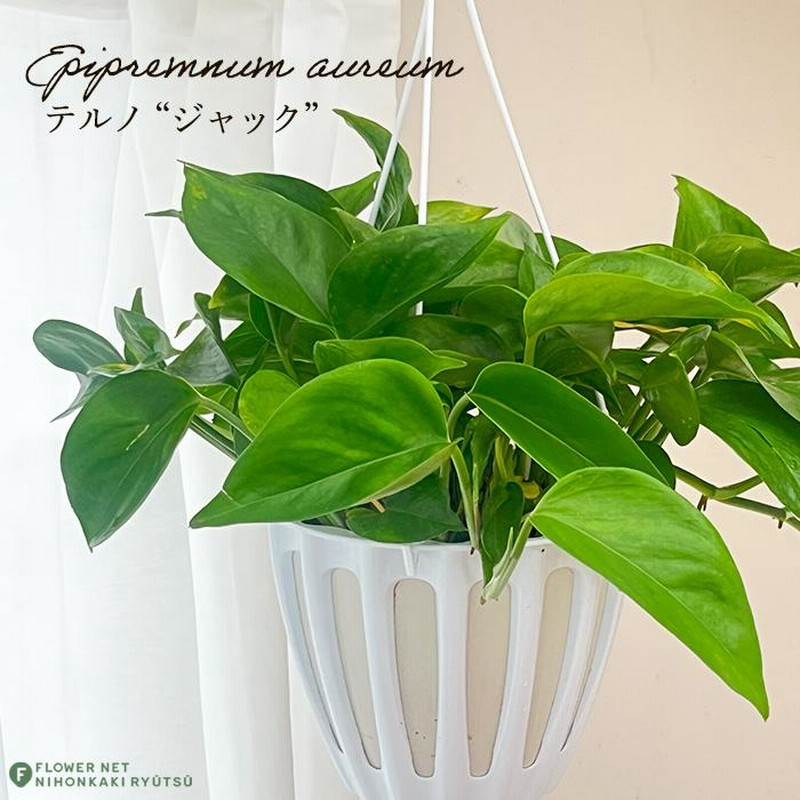 観葉植物 ポトス テルノ No.022 ジャック 5号鉢 吊り鉢 吊り下げ