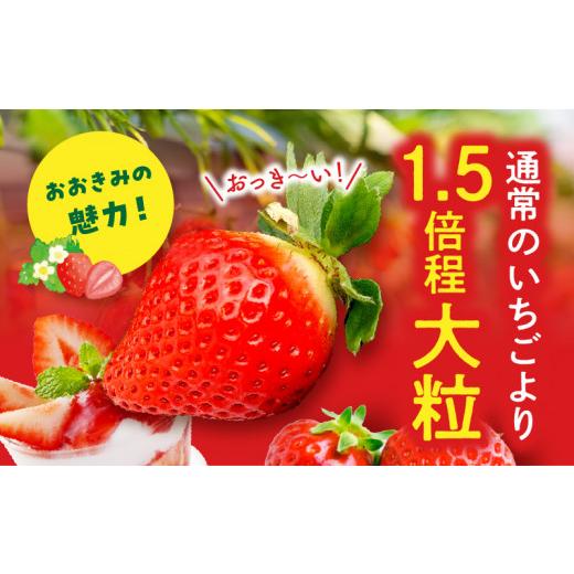 ふるさと納税 宮崎県 宮崎市 期間・数量限定 宮崎県産 イチゴ 幸せの紅白いちごセット おおきみ天使のいちご 1パック(約360g以上:12粒〜15粒程度)_M260-0…