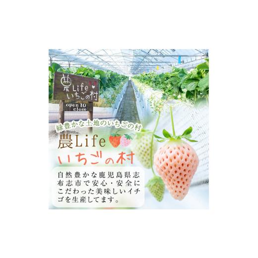 ふるさと納税 鹿児島県 志布志市 b5-045 特別栽培農産物 いちごの村から朝摘み『淡雪』４Pセット