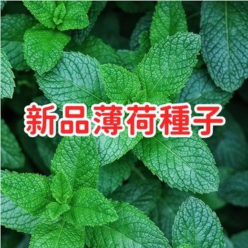 【新品薄荷種子 】胡椒薄荷 綠薄荷 香草植物 廚房盆栽 可泡茶料理 驅蟲清香 四季可種 易活好養 台灣現貨 療癒小物