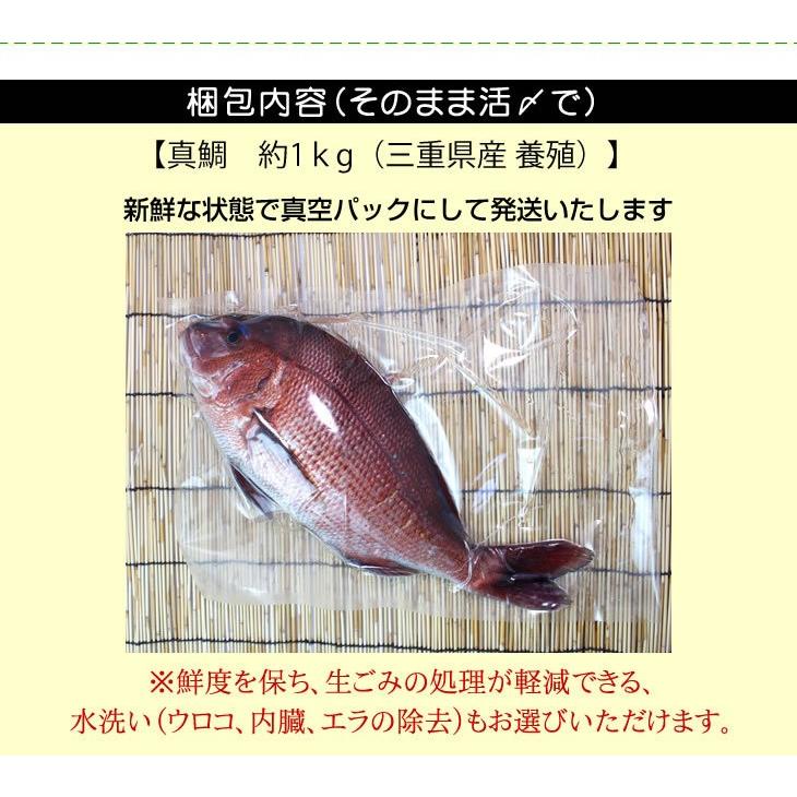 活〆 真鯛 普通サイズ 1尾 1.0kg　[魚介類]