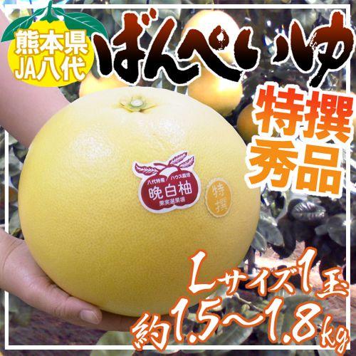 熊本県八代特産 ”晩白柚” ばんぺいゆ 秀品 Lサイズ 約1.5〜1.8kg