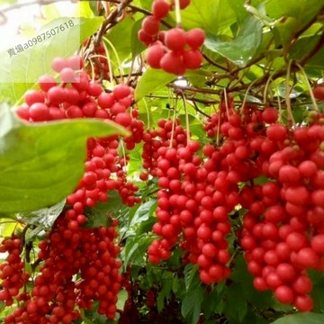 現貨 花椒種子（20粒）四季種植 花椒籽花椒種子大紅袍花椒種子噹季花椒籽花椒種子大紅袍芳香植物