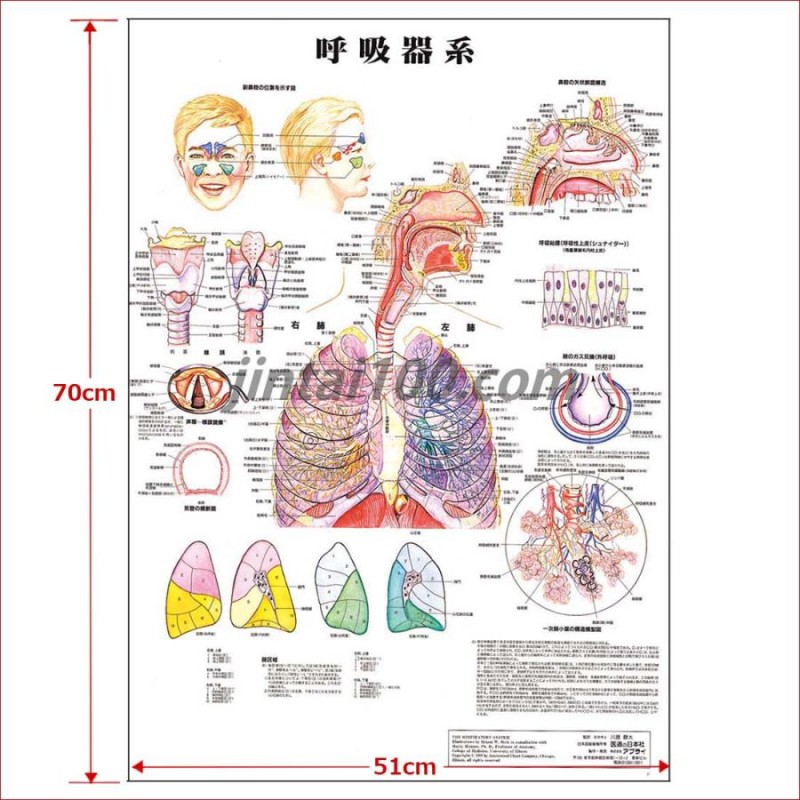 アプライ 人体解剖学チャート（ポスターサイズ） ポスターサイズ