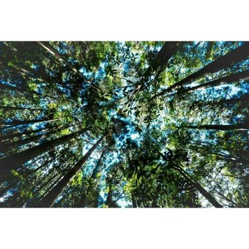 新竹旅遊｜高雄旅展清倉｜觀霧山莊、雪霸農場、新竹老爺含自助晚餐二日│高雄台南出發_GROUP26612