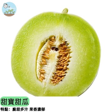 【台灣現貨】甜寶甜瓜種子 超甜多汁 水果香瓜 陽台盆栽可種 懶人種植 新手友善 自產自吃   果園級享受 家庭農場