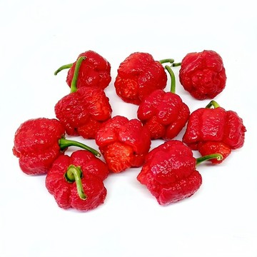 🌶紅千里達毒蝎辣椒種子LJ-38（變態辣）SHU：1200000以上~特立尼達天蝎 紅辣椒稀有果菜種子#Pepper