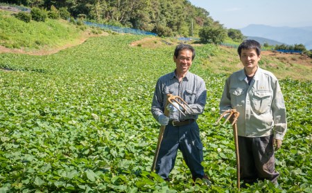 愛媛県伊方町産　瀬戸の紅はるか10kg（5kg×2箱） さつまいも　サツマイモ　芋 ※着日指定不可 ※離島への配送不可