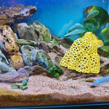 🏆臺灣熱賣好物🏆魚缸躲避魚蝦水晶小魚繁殖庇護所創意造景水族山 造景裝飾 蝦屋蝦窩 蝦缸躲避屋 鬥魚孔雀魚水草缸擺件