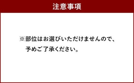 国産 博多和牛 切り落とし 500g 化粧箱入り 黒毛和牛