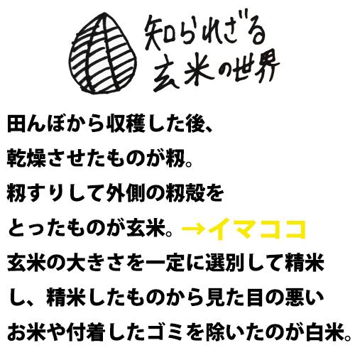 新米 米 30kg 青森県産 5年産 つがるロマン 玄米30kg青森ロマン