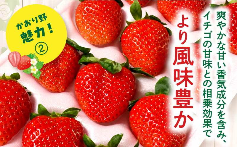 宮崎県産イチゴ「かおり野」3パック（1080g以上：36粒～45粒）_M260-014