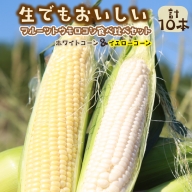 フルーツトウモロコシ（ホワイトコーン＆イエローコーン計10本）食べ比べ京丹後セット