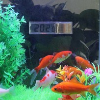 【現貨】水族魚缸溫度計 液晶透視魚缸電子水溫計 魚缸溫度計 貼式溫度計 水族用品 水族箱溫度計 水族缸溫度計 透視溫度計