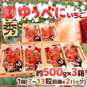 熊本県 ”ゆうべにいちご（熊紅いちご）” 秀品 2パック入り（1パック 7～13粒 約250g）×《3箱》 送料無料