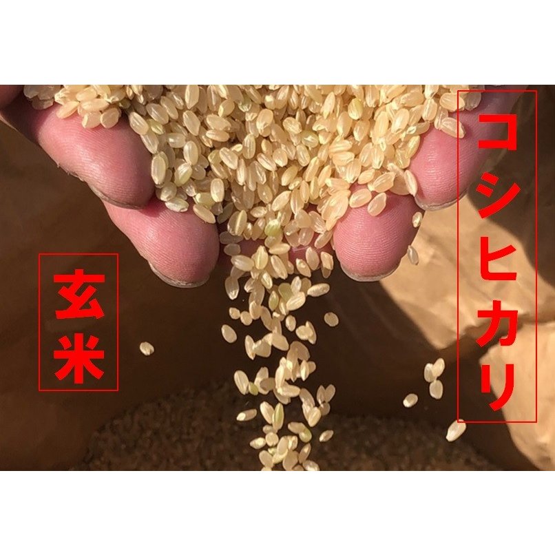 令和5年産　特別栽培米　コシヒカリ玄米　1kg